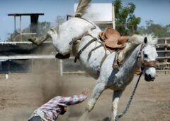 Le gardien d’un animal ne peut réclamer réparation à son propriétaire (gardien de la chose et transfert de responsabilité en droit civil)